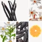Preview: Duftnoten: Vanille, Jasmin, Mandarine, Orangenblüte, Tonkabohne